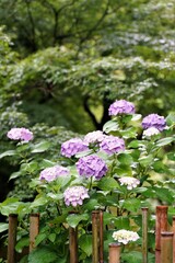 6月の京都の東福寺の紫陽花