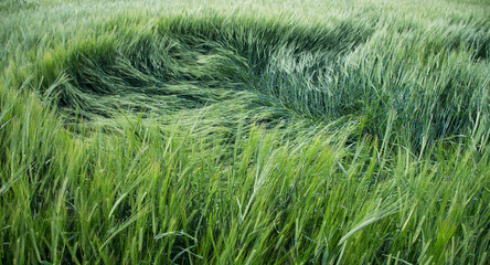 Barley field in summer. after a downpour. harvest. Selective focus