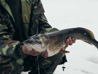 The fisherman demonstrates the caught river fish. Large predatory fish pike .