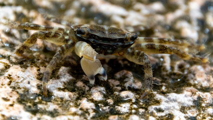 Crab