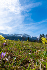 spring in the mountains (Bavaria, Germany)