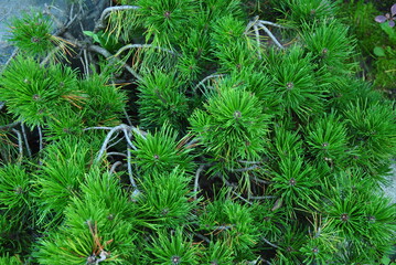 pine tree texture