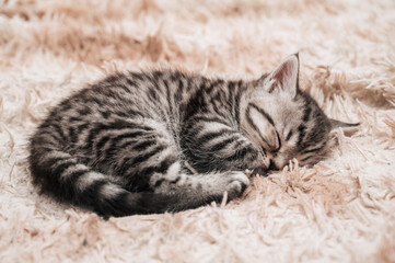 Close-up of a cute striped kitten sleeping in a fluffy blanket. Cute fluffy face