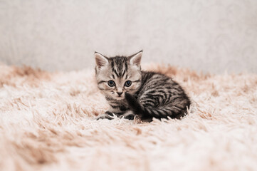 A picture of a small striped kitten walking on a soft blanket. Light background.
