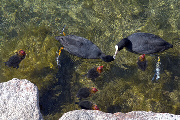 Coot parents feed their little chicks.