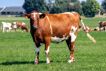 Fototapeta na wymiar Holstein Friesian cow cattle grazing on farmland.