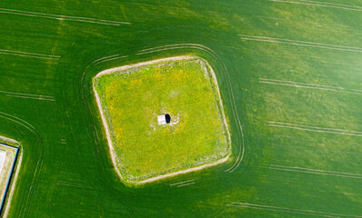Aerial view of a square forest island in a green wheat agricultural field