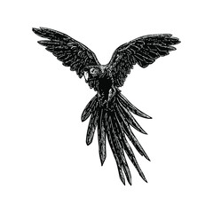 macaw illustration isolated on background