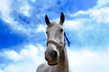 white horse portrait over sky background