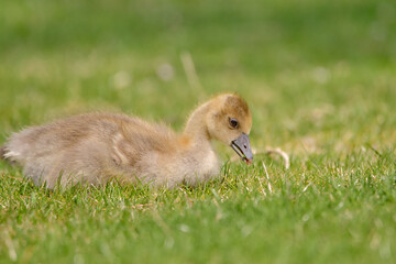 bird, baby, ente, entchen, gans, gosling, tier, gras, gelb, gans, natur, jung, hübsch, flaumig, küken
