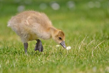 bird, baby, ente, entchen, gans, gosling, tier, gras, gelb, gans, natur, jung, hübsch, flaumig, küken