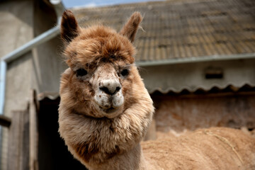 Fototapeta premium portrait of a beautiful alpaca