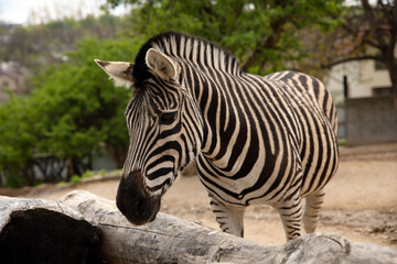 Fototapeta na wymiar sad zebra in the zoo