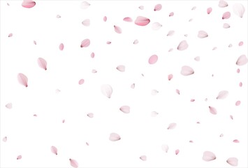 Sakura petals background. Cherry petals