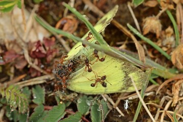 Rote Gartenameisen (Myrmica rubra) an totem Gelbling