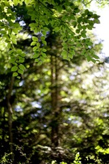 Fototapeta na wymiar Feuillage arbre vert au soleil en forêt - nature arrière-plan