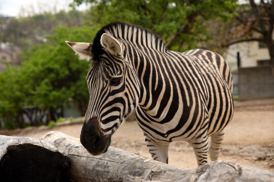 sad zebra in the zoo