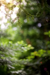 Fototapeta na wymiar Feuillage arbre forêt nature vert ensoleillé