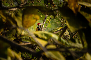 Indian wood pecker