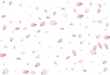 Sakura petals. Cherry petals backdrop