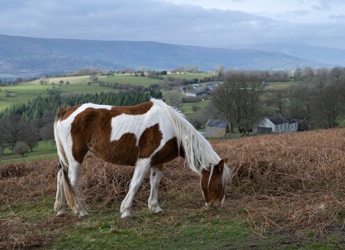 Horse At Sugar Loaf Mountain, Wales, UK