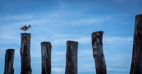 seagull on a wooden poles