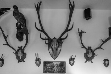 on the walls hang some various stuffed hunting trophies