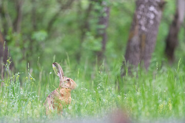The European hare (Lepus europaeus)