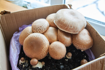 growing mushrooms champignon at home - 507634952