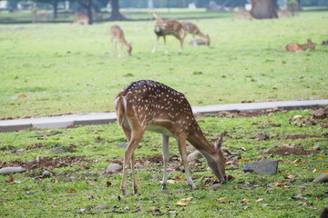 white tailed deer standing and eating grass in open field in summer