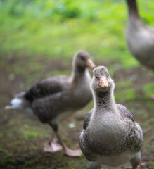 Graugans Küken Junges