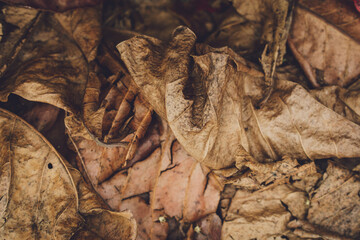 The texture of dry autumn brown leaves on the ground