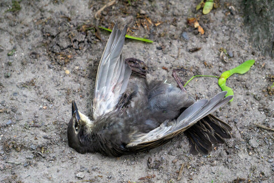 Ein toter Vogel liegt auf dem Boden