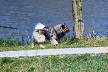 Obraz premium Hund beim Spaziergang