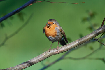 Rotkehlchen (Erithacus rubecula)