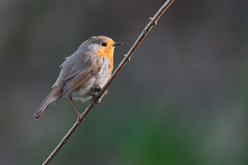 Rotkehlchen (Erithacus rubecula)