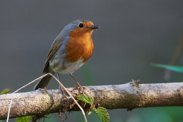 Rotkehlchen (Erithacus rubecula)