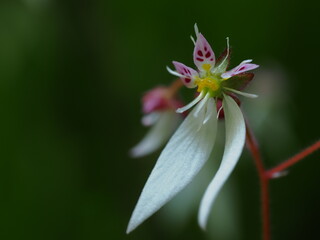 愛らしいユキノシタ