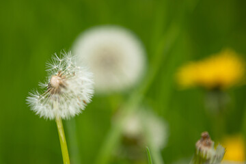 A blowball dandelion (taraxacum) with blurry background