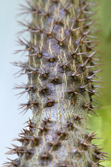 Cactus under view, close up, thorny plants.