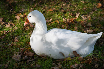Duck with Beautiful Eye