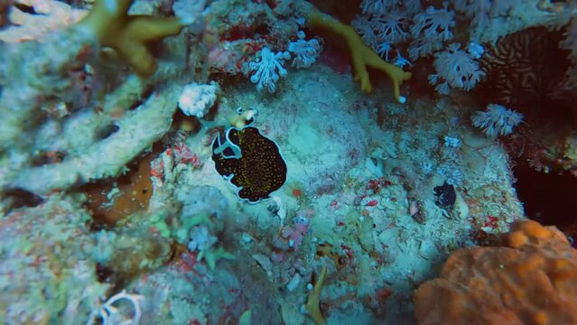 4k video footage of a Gold Spotted Flatworm (Thysanozoon nigropapillosum) in the Red Sea, Egypt