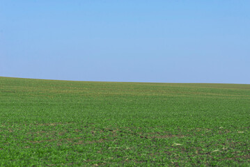 Fototapeta na wymiar Green field with blue sky as background.
