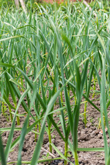 Green leaves of young garlic on a garden bed