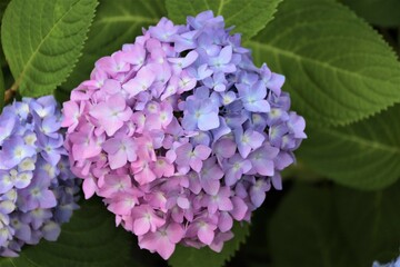 梅雨の時期　鮮やかな紫陽花
