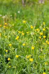 Field spring flowers in the garden in the meadow