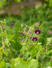 Field spring flowers in the garden in the meadow