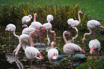 Flamingo Herd