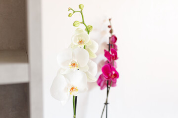 Orchid flower in orchid garden for beauty and agriculture concept design. Vanda Orchidaceae