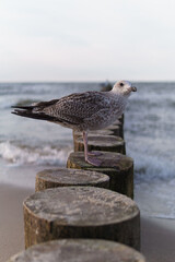 grey gull resting on the seaside breakwater in the background of the sea